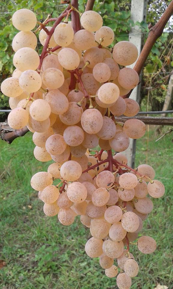 Foto uva bianca Vignaioli