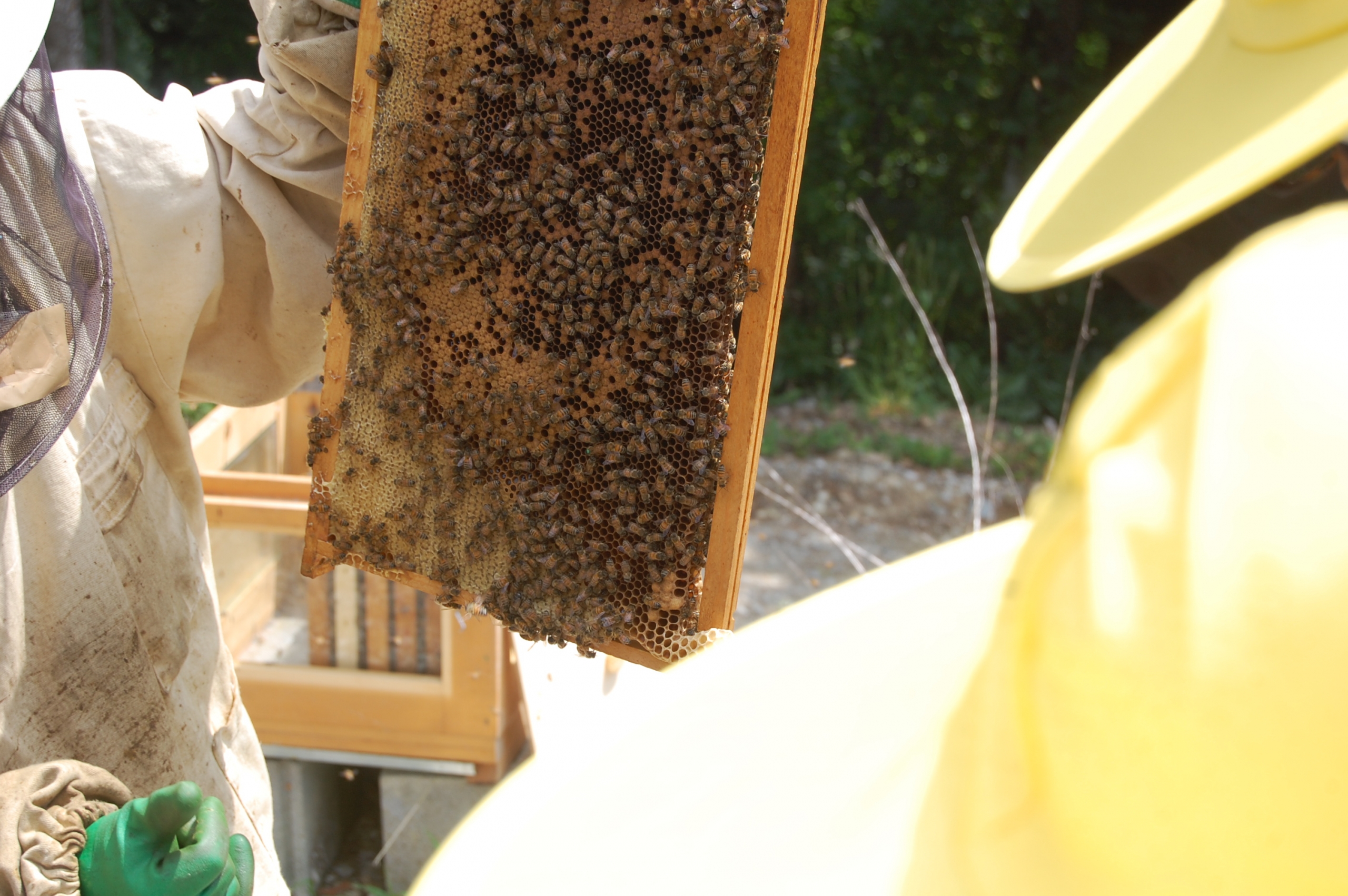 Foto apicoltura